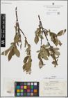 Foto von Salix glauca L.